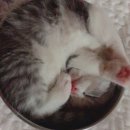 데본냥이 이미지
