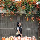 전국의 능소화 명소! 주황빛 여름 꽃바다를 만끽하는 여행 가이드 코스 베스트7 정리