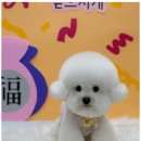 신정애견미용 이미지