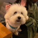 제이 앤 제이 애견 이미지