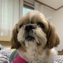 동물의왕국 동물병원 이미지