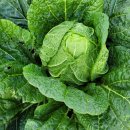 해맑음농장 이미지