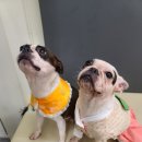 그루비독 이미지