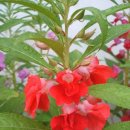 식물도감 이미지