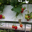 율면농장 이미지