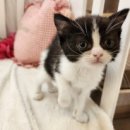 안다 동물보호소 이미지