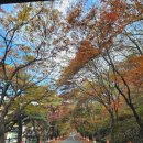 장성식당 | 백양사 짬뽕 국밥 맛집 동서 식당 전남 장성 전현무 계획 동서 식당 솔직 후기