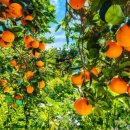 적음농장 이미지