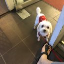 잘다녀오시개 이미지