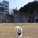 THE반하개 이미지