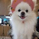 그린애견 이미지