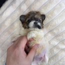 데일리독 네이버블로그