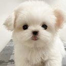 퍼피몽(애견분양) 이미지