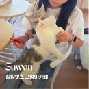 경기도 수원시 장안구 만석로 68번길 7 | 수원 고양이카페ㅣ천천동 힐링캣츠 이용정보 &amp; 아이와 방문 후기