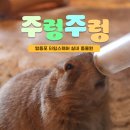 모이바바 | 영등포놀거리 영등포 타임스퀘어 실내 동물원 '주렁주렁' 후기