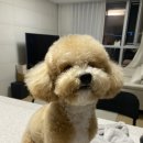 휴펫살롱 이미지