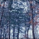 남이섬 방문 후기 – 사계절 내내 아름다운 자연 속 힐링 여행