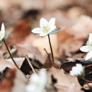 그냥 심심해서요. (26858) 변산바람꽃 이미지