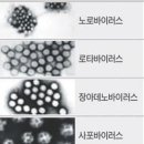 콜레라와 장염의 차이점 이미지