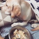 거부기 동물병원 | 거부기동물병원/래브라도리트리버/대형견 중성화수술 후기