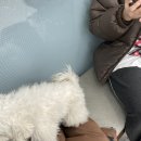 24시알파동물메디컬센터