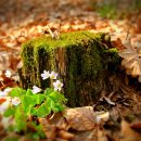 소풍이네 이미지