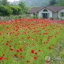 꽃양귀비마을 이미지