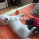 부천준동물병원 이미지