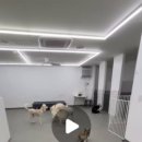 멍얀트리 이미지