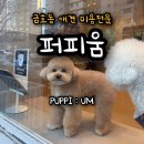 퍼피움 | 퍼피움