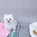 댕댕큘럼 이미지