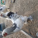 이상우 농장 이미지