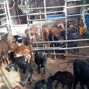 대산사슴농장 이미지