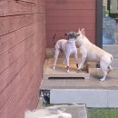 나루터로10길 24 | 강아지 프렌치불독 아프지 않게 키우는 비결