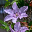 클레마티스 이미지