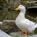 진송오리 이미지