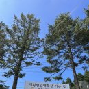하은목장 | 대관령양떼목장(가격/주차/운영시간/먹거리/포토스팟)