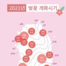 2021년 벚꽃 개화시기 이미지