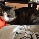 아리수숯불갈비 | 망원동 상실이네+1939 발목골절수술 1209일, 핀제거수술 682일 럭키밀 걷기는 성공했으나!!!