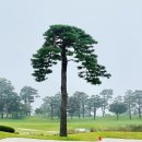 성남이천로 | 꼭 한번 가고 싶었던 곤지암GC, 멋진 소나무 조경, 최고의 프라이빗 한 골프장 곤지암cc 라운딩 후기