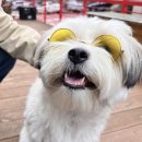 강아지공간 이미지