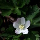 들꽃세상 이미지