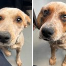 해피댕댕이 이미지