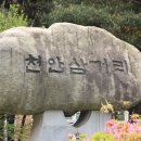 천안대로 이미지