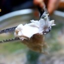 복칼국수 이미지