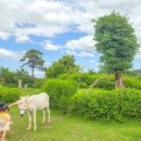 경충대로2697번길, 2709번길 이미지