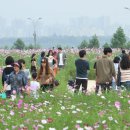 [구리]가을바람 껴안은 한강, 핑크빛 꽃피다, 27~29일 구리코스모스축제 이미지