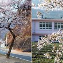 나무와중학교 이미지