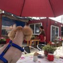 미용하개 이미지