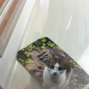 도원우체국앞 | 그릭요거트 먹고 또 먹고 공복 유산소 굴리고 또 굴린 일상기록